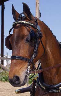 Portrait of Infinity