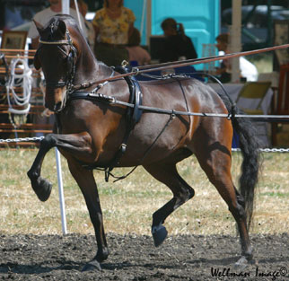 Pacifico's Firestorm leads the way